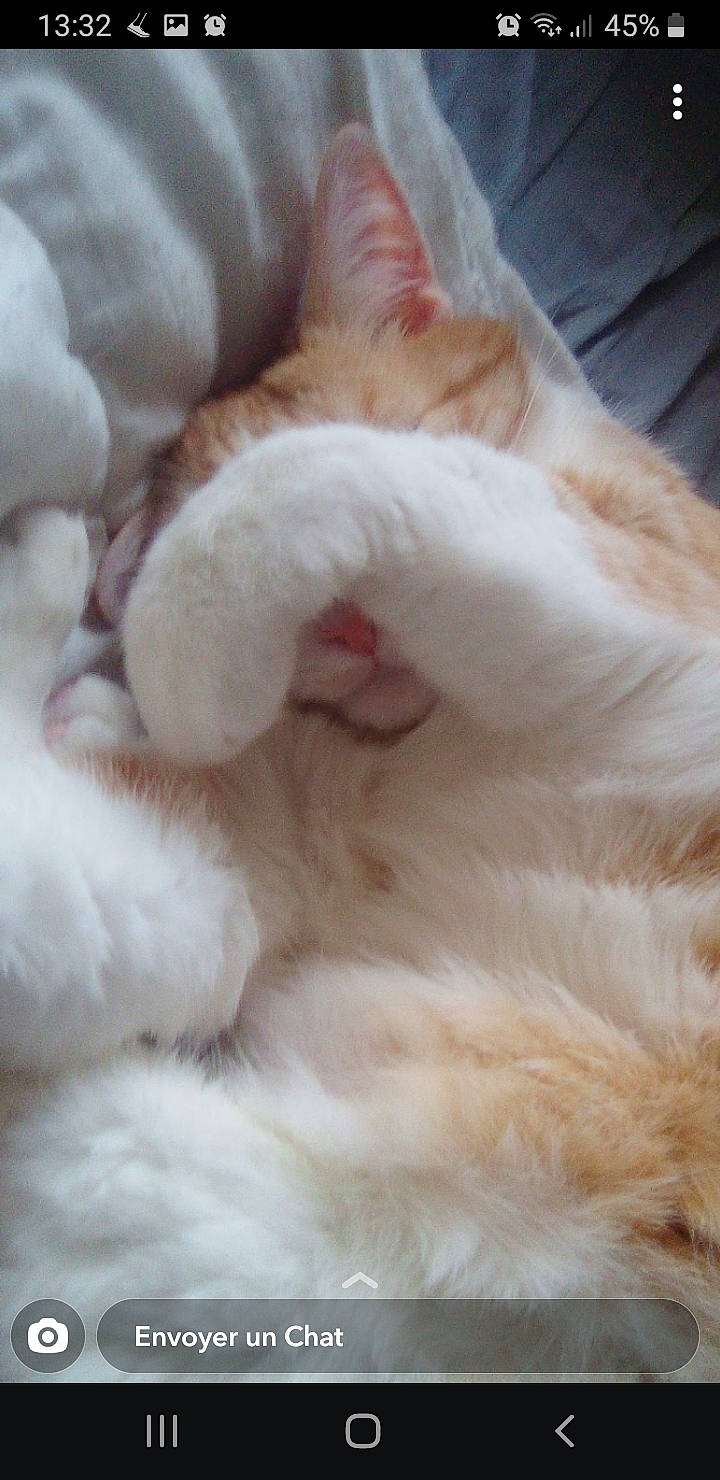 Scooby a rejoint le concours — aidez-le/la à gagner de superbes lots ! carnivore, cat, cat_bed, claw, comfort, fawn, felidae, fur, nap, paw, sleep, small_to_medium_sized_cats, snout, tail, whiskers