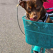 Lucifer is registered to the contest to win money with this photo: animal, basket, bike, brown_dog, casual, cute, daylight, dog, handlebar, leash, outdoor, person, pet, pink_shirt, playful, street, tattoo, tire, tongue_out, vibrant