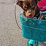 animal, basket, bike, brown_dog, casual, cute, daylight, dog, handlebar, leash, outdoor, person, pet, pink_shirt, playful, street, tattoo, tire, tongue_out, vibrant
