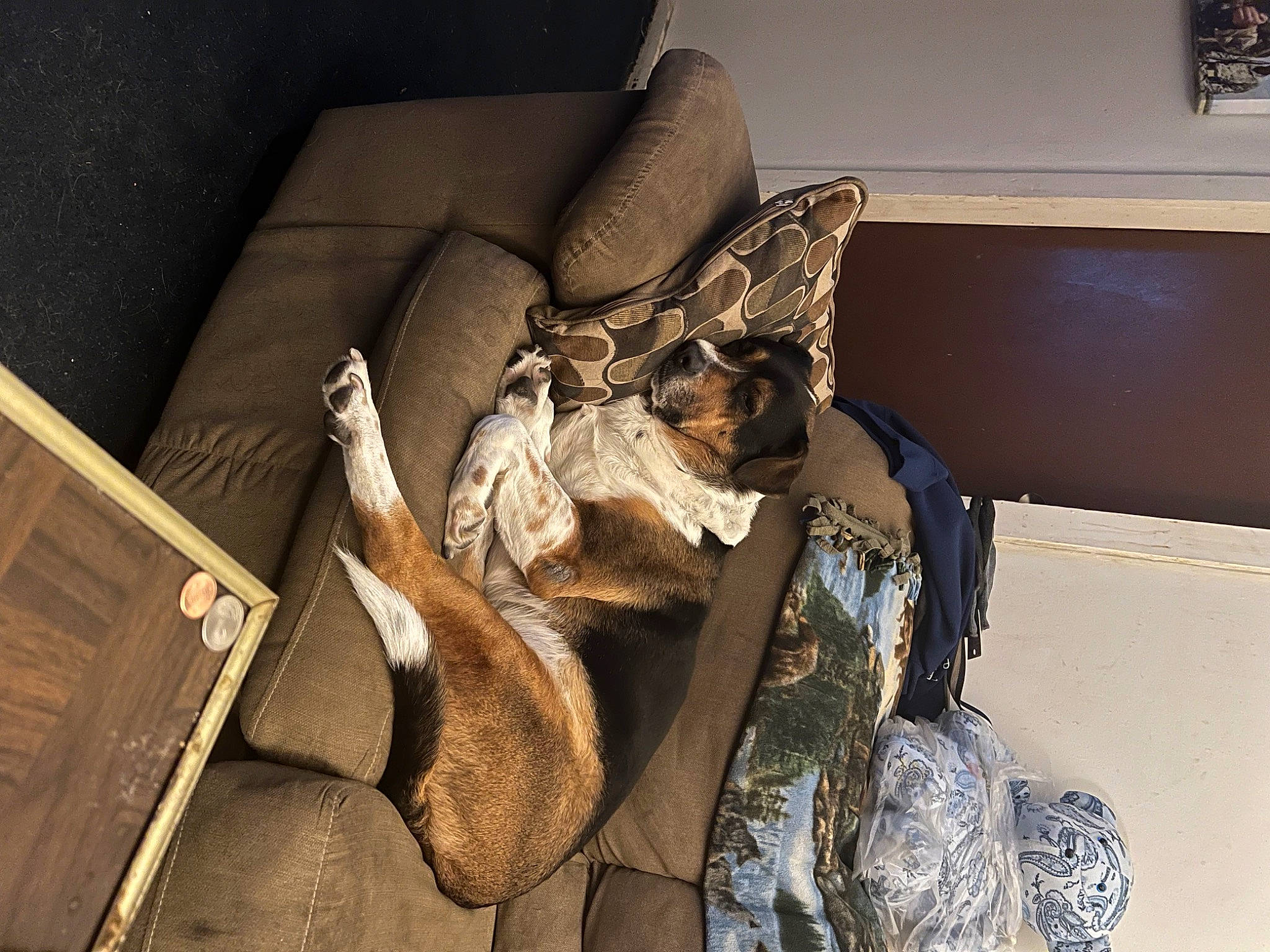 Sadie Palmer is registered to the contest to win money with this photo: armrest, auto_part, bag, brown, chair, comfort, couch, fawn, flooring, furniture, hardwood, human_leg, luggage_and_bags, metal, picture_frame, room, studio_couch, vehicle_door, window, wood