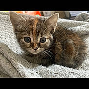 Mowgli a rejoint le concours — aidez-le/la à gagner de superbes lots ! kitten, cat, tabby, pet, animal, feline, cute, young, fur, whiskers, ears, eyes, blanket, soft, cozy, indoor, resting, closeup, adorable, curious