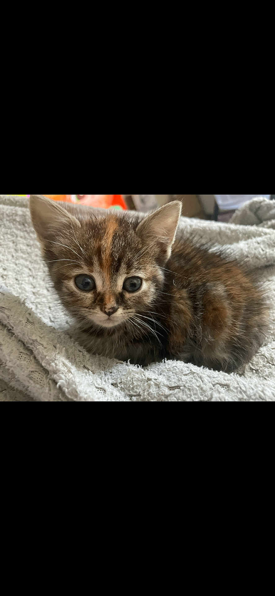 Mowgli a rejoint le concours — aidez-le/la à gagner de superbes lots ! kitten, cat, tabby, pet, animal, feline, cute, young, fur, whiskers, ears, eyes, blanket, soft, cozy, indoor, resting, closeup, adorable, curious