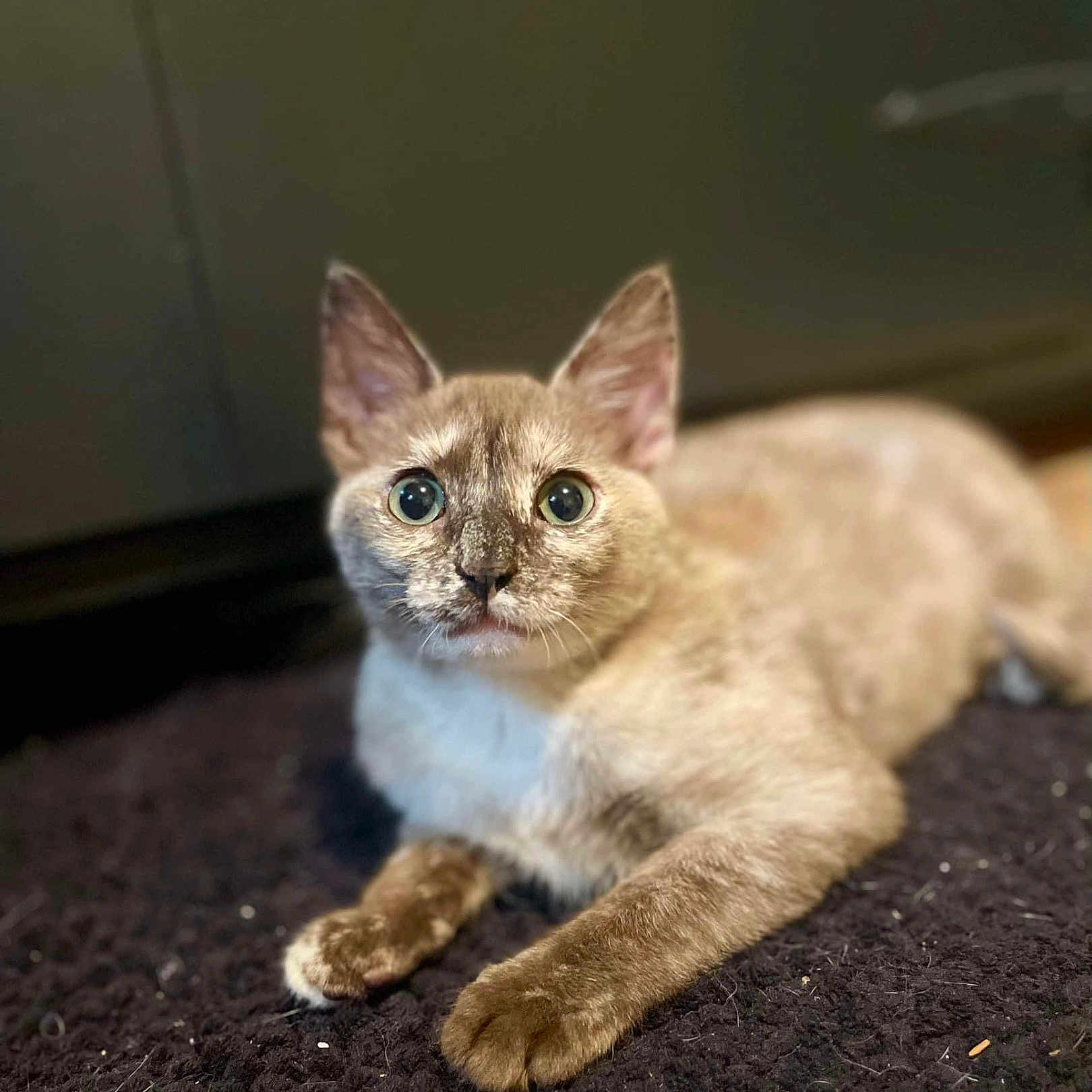 Kosho is registered to the contest to win money with this photo: abyssinian, angora, animal, cat, hardwood, kitten, manx, pet, siamese, stainedwood, wood