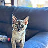 Kosho is registered to the contest to win money with this photo: abyssinian, animal, blanket, cat, couch, cushion, furniture, homedecor, kitten, manx, pet, siamese