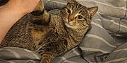 Rue is registered to the contest to win money with this photo: cat, tabby, bed, blanket, striped, human_hand, high_five, indoor, pet, animal, feline, cute, relaxed, comfort, home, sleepy, fur, whiskers, paw, interaction