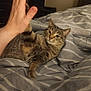 cat, tabby, bed, blanket, striped, human_hand, high_five, indoor, pet, animal, feline, cute, relaxed, comfort, home, sleepy, fur, whiskers, paw, interaction