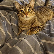 Rue is registered to the contest to win money with this photo: cat, tabby, pet, animal, feline, bed, blanket, striped, indoor, cozy, curious, ears, tail, fur, whiskers, resting, home, furniture, dormitory, domestic