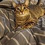 cat, tabby, pet, animal, feline, bed, blanket, striped, indoor, cozy, curious, ears, tail, fur, whiskers, resting, home, furniture, dormitory, domestic