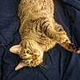 Rue is registered to the contest to win money with this photo: cat, tabby, pet, animal, feline, lying_down, relaxed, fur, whiskers, ears, paws, bed, blanket, cozy, indoor, looking, cute, domestic_animal, sleepy, resting