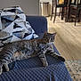 Rue is registered to the contest to win money with this photo: cat, tabby_cat, couch, pillow, indoor, wood_floor, chair, dining_area, home_interior, furniture, relaxed, pet, animal, living_room, patterned_pillow, textured_fabric, domestic_cat, cozy, resting, comfortable