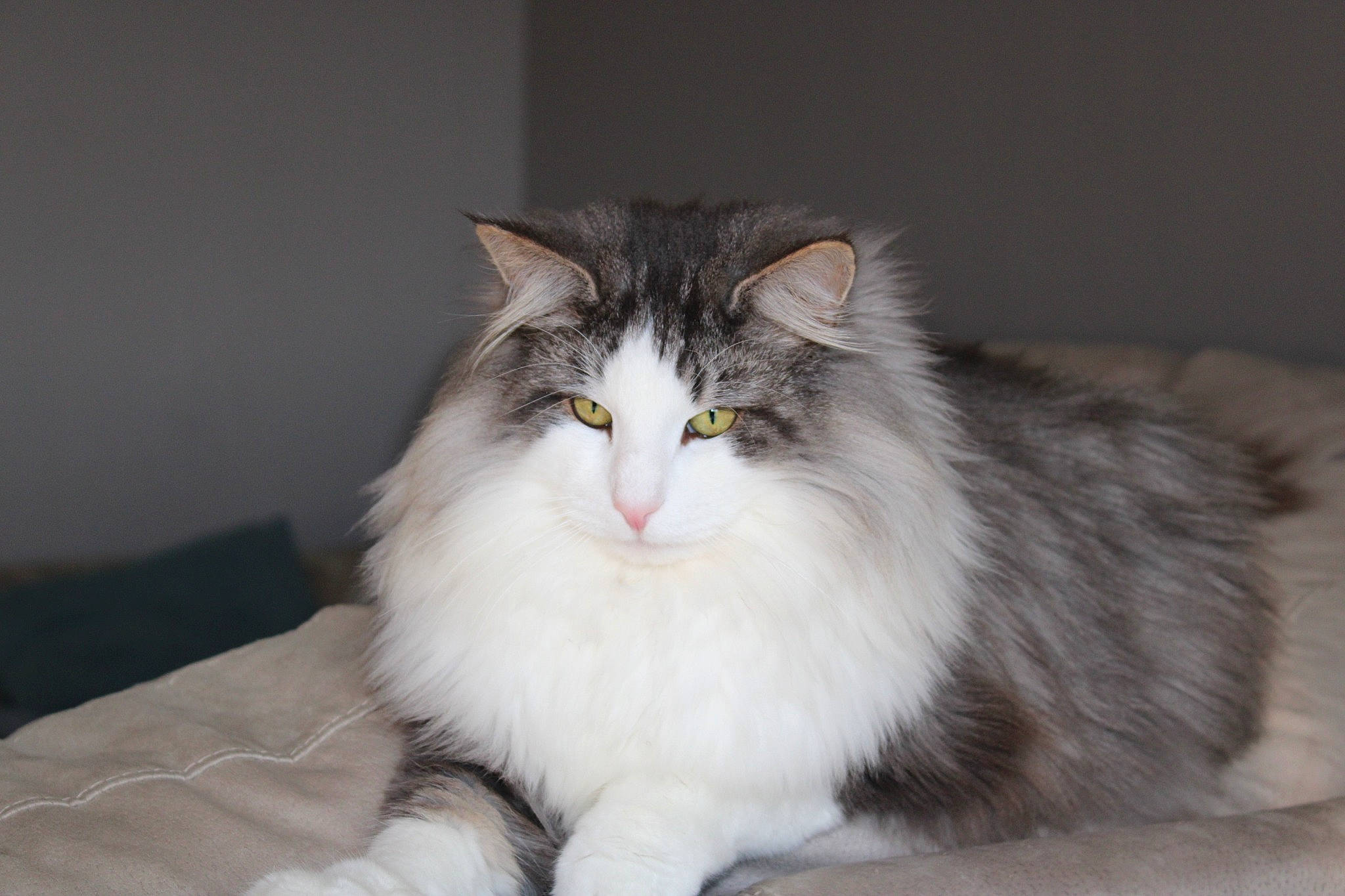 Oméga Des Etoiles D'Ambre