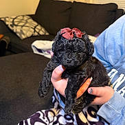 Onyx is registered to the contest to win money with this photo: puppy, dog, black_fur, bow, curly_fur, pet, cute, sleepy, blanket, hand, person, sweatshirt, indoor, couch, home, cozy, furniture, small, adorable, animal