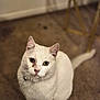 animal, blurry_background, carpet, cat, closeup, collar, curious, domestic_animal, ears, feline, floor, fur, indoor, looking_up, pet, sitting, soft_light, tail, whiskers, white_cat
