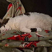 Fluffy joined the competition — help win amazing prizes! cat, fluffy, white, gray, blanket, holiday, festive, cozy, relaxed, sleepy, pet, indoor, fur, animal, resting, soft, comfort, couch, domestic, cute