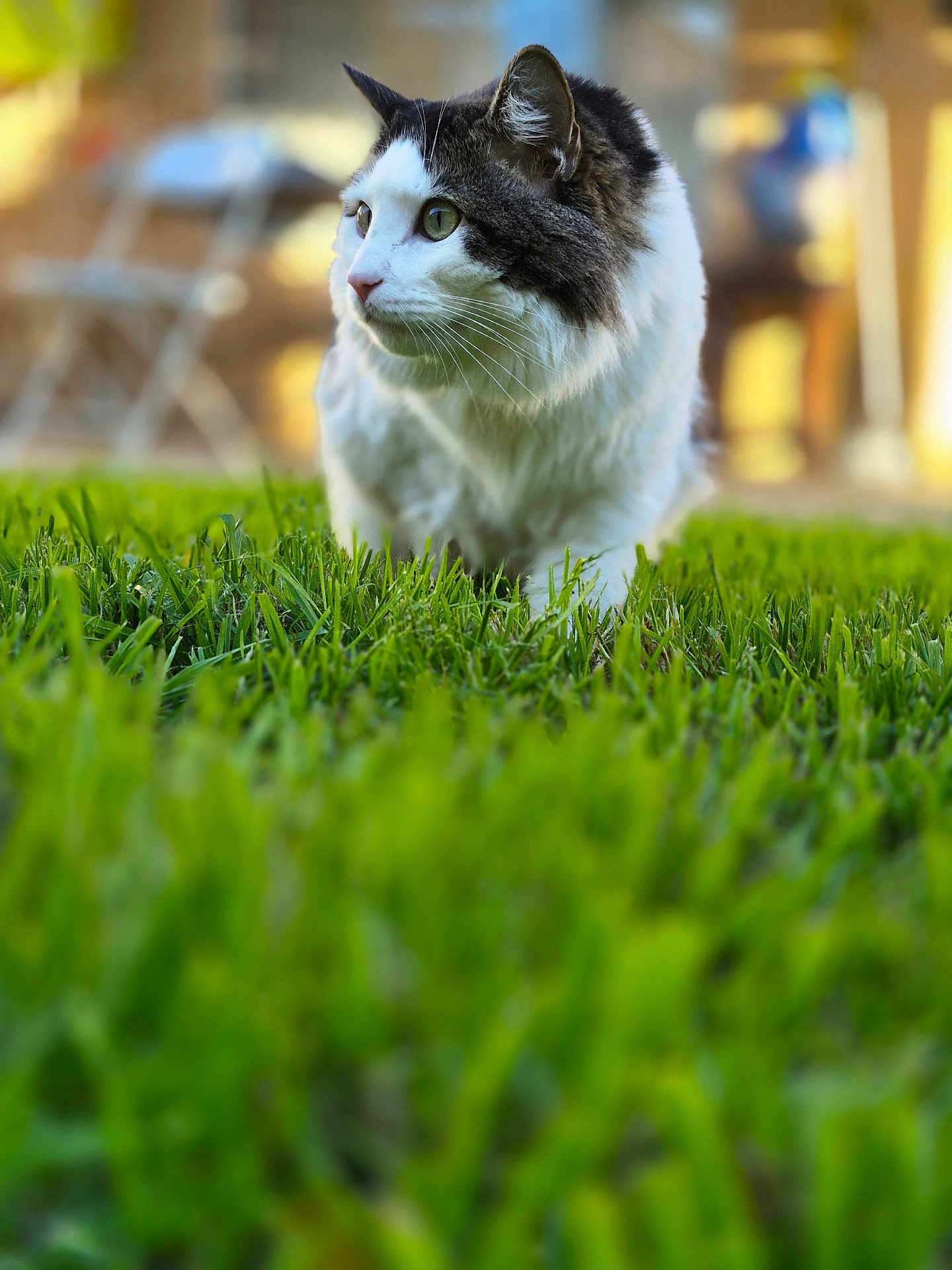 Fluffy is registered to the contest to win money with this photo: cat, grass, outdoor, animal, pet, green, fur, whiskers, alert, nature, closeup, daylight, background_blur, mammal, cute, domestic, feline, ears, eyes, soft
