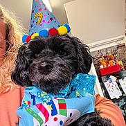 Rico joined the competition — help win amazing prizes! birthday, black_dog, bow_tie, celebration, close_up, colorful, cute, decorations, dog, festive, furry, glasses, home, indoor, kitchen, party_hat, person_partial, pet, refrigerator, scarf