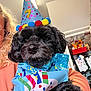 birthday, black_dog, bow_tie, celebration, close_up, colorful, cute, decorations, dog, festive, furry, glasses, home, indoor, kitchen, party_hat, person_partial, pet, refrigerator, scarf