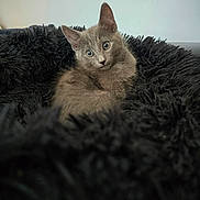 Arlo a rejoint le concours — aidez-le/la à gagner de superbes lots ! animal, bed, cat, cozy, cute, ears, eyes, feline, fluffy, furry, gray_cat, indoor, kitten, pet, portrait, resting, small, soft, whiskers, young_cat