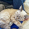 animal, cat, comfort, cozy, cream_color, curled_up, cute, feline, fur, home, indoor, knitted_blanket, nap, peaceful, pet, relaxed, resting, sleeping, soft_texture, warm