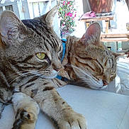 Jazz joined the competition — help win amazing prizes! animal, cat, closeup, companions, cozy, domestic_animal, feline, fur, garden, indoor, nature, peaceful, pet, relaxed, resting, sleeping, sunlight, tabby_cat, two_cats, whiskers