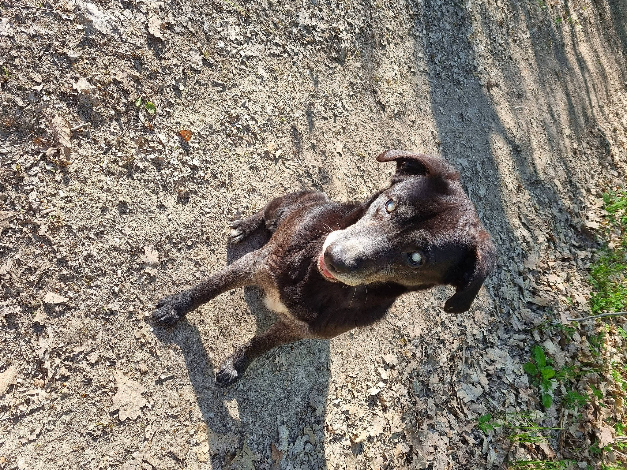 Guyzmo a rejoint le concours — aidez-le/la à gagner de superbes lots ! canidae, dog_breed, fawn, fur, goat, goat_antelope, goats, horn, hunting_dog, livestock, pack_animal, plant, snout, soil, sporting_group, street_dog, tail, terrestrial_animal, wood, working_animal