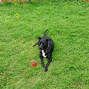 Yanno participe au concours pour gagner de l'argent avec cette photo : animal, architecture, backyard, ball, brick, building, canine, dog, grass, lawn, nature, outdoors, pet, plant, puppy, sport, tennis, tennisball, wall, yard