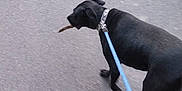 Yanno a rejoint le concours — aidez-le/la à gagner de superbes lots ! accessories, animal, canine, city, dog, hound, labradorretriever, leash, path, person, pet, puppy, road, rope, sidewalk, strap, street, tarmac, urban, walking