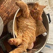 Simba participe au concours pour gagner de l'argent avec cette photo : cat, cozy, cute, domestic_animal, feline, fur, indoor, kitten, lace_curtain, metal_bowl, napping, orange_fur, paw, pet, relaxed, resting, sleeping, small_animal, sunlight, wooden_table