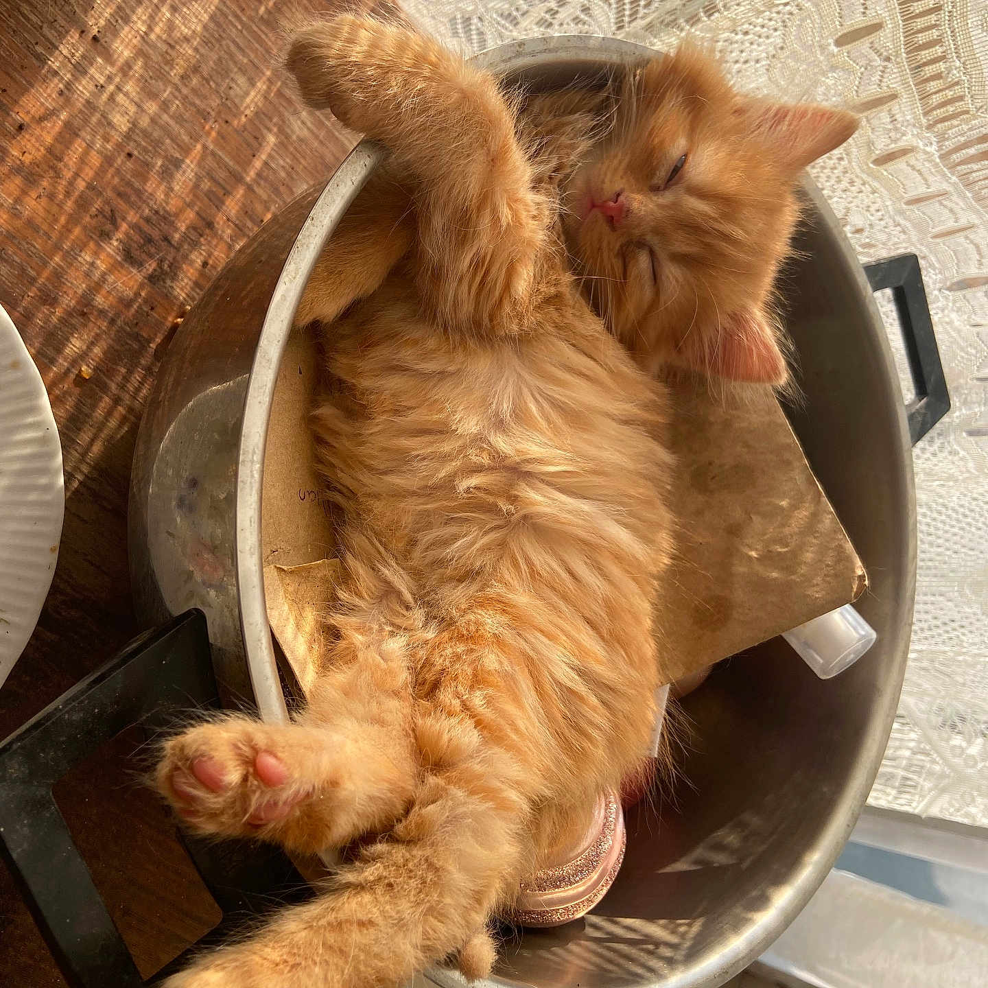 Simba participe au concours pour gagner de l'argent avec cette photo : cat, cozy, cute, domestic_animal, feline, fur, indoor, kitten, lace_curtain, metal_bowl, napping, orange_fur, paw, pet, relaxed, resting, sleeping, small_animal, sunlight, wooden_table