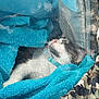 Gizmo joined the competition — help win amazing prizes! cat, sleeping, blanket, blue, collar, fur, nap, cozy, indoor, pet, resting, closeup, soft, texture, comfort, animal, whiskers, cute, domestic, relaxation