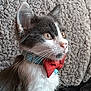 Gizmo joined the competition — help win amazing prizes! cat, kitten, bow_tie, collar, pet, feline, fur, whiskers, ears, closeup, profile, indoor, cute, animal, domestic_animal, young, looking, alert, gray, white