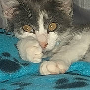 Gizmo is registered to the contest to win money with this photo: cat, close_up, gray_and_white, amber_eyes, paws, blanket, blue_blanket, paw_prints, resting, cozy, curious, pet, feline, animal, indoor, fur, whiskers, cute, sleepy, soft