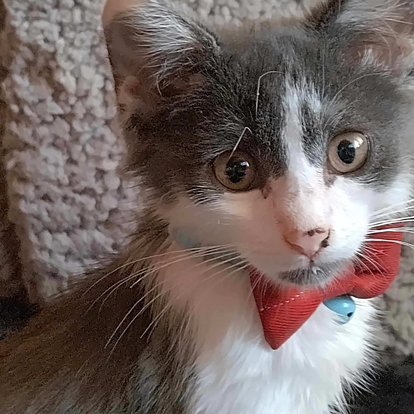 Gizmo joined the competition — help win amazing prizes! animal, bell, bow_tie, cat, closeup, cozy, curious, cute, domestic, face, feline, fur, gray, indoor, kitten, pet, portrait, whiskers, white, young
