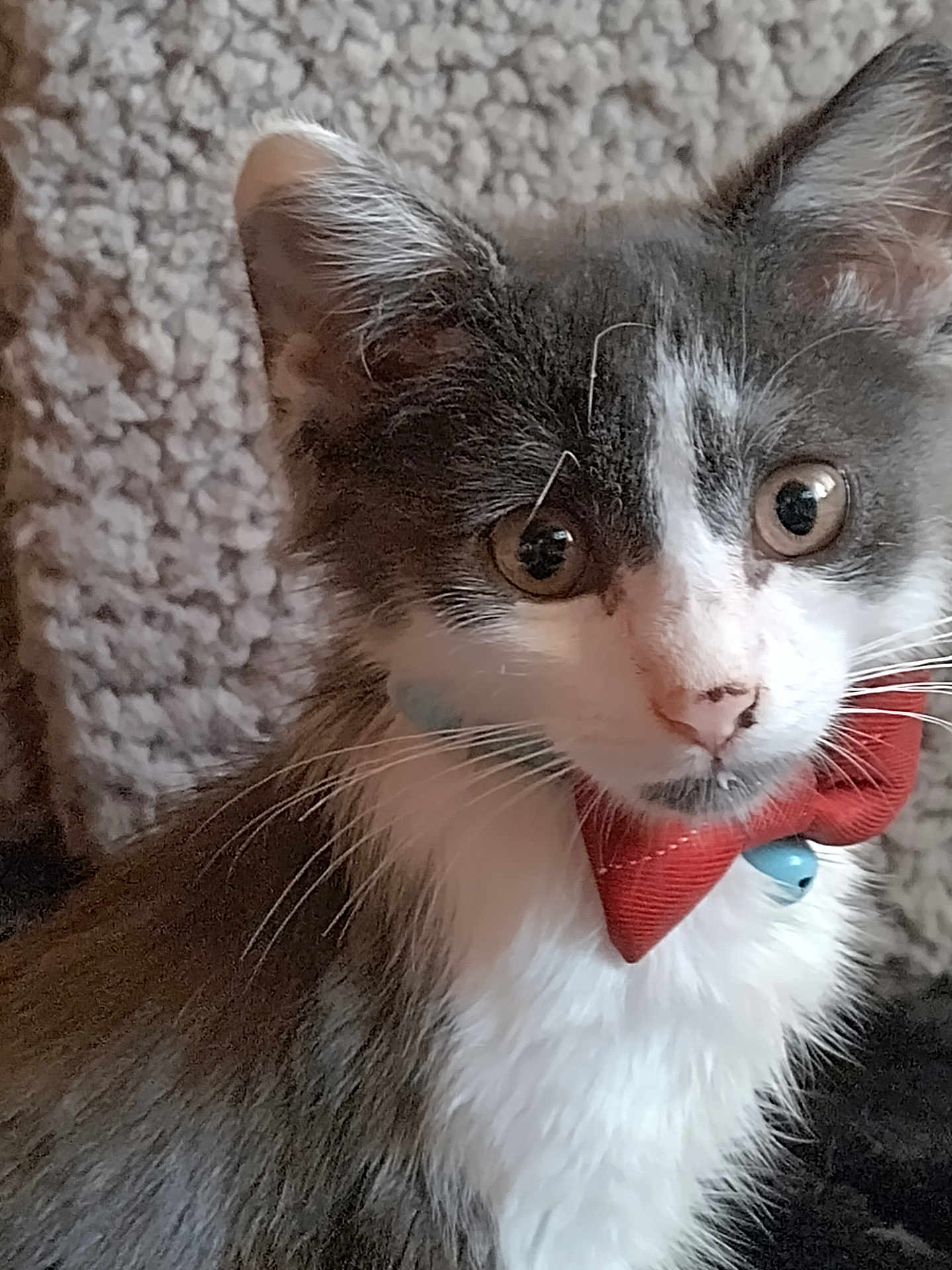 Gizmo