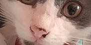 Gizmo is registered to the contest to win money with this photo: cat, close_up, face, eyes, bow_tie, pet, fur, whiskers, animal, cute, portrait, indoor, floral_pattern, curious, feline, soft_light, domestic_cat, pink_nose, white_fur, gray_fur