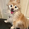 dog, pomeranian, happy, smiling, tongue_out, fluffy, pet, canine, indoor, fur, cute, animal, friendly, small_dog, portrait, sitting, domestic_animal, close_up, bright_eyes, background_blur