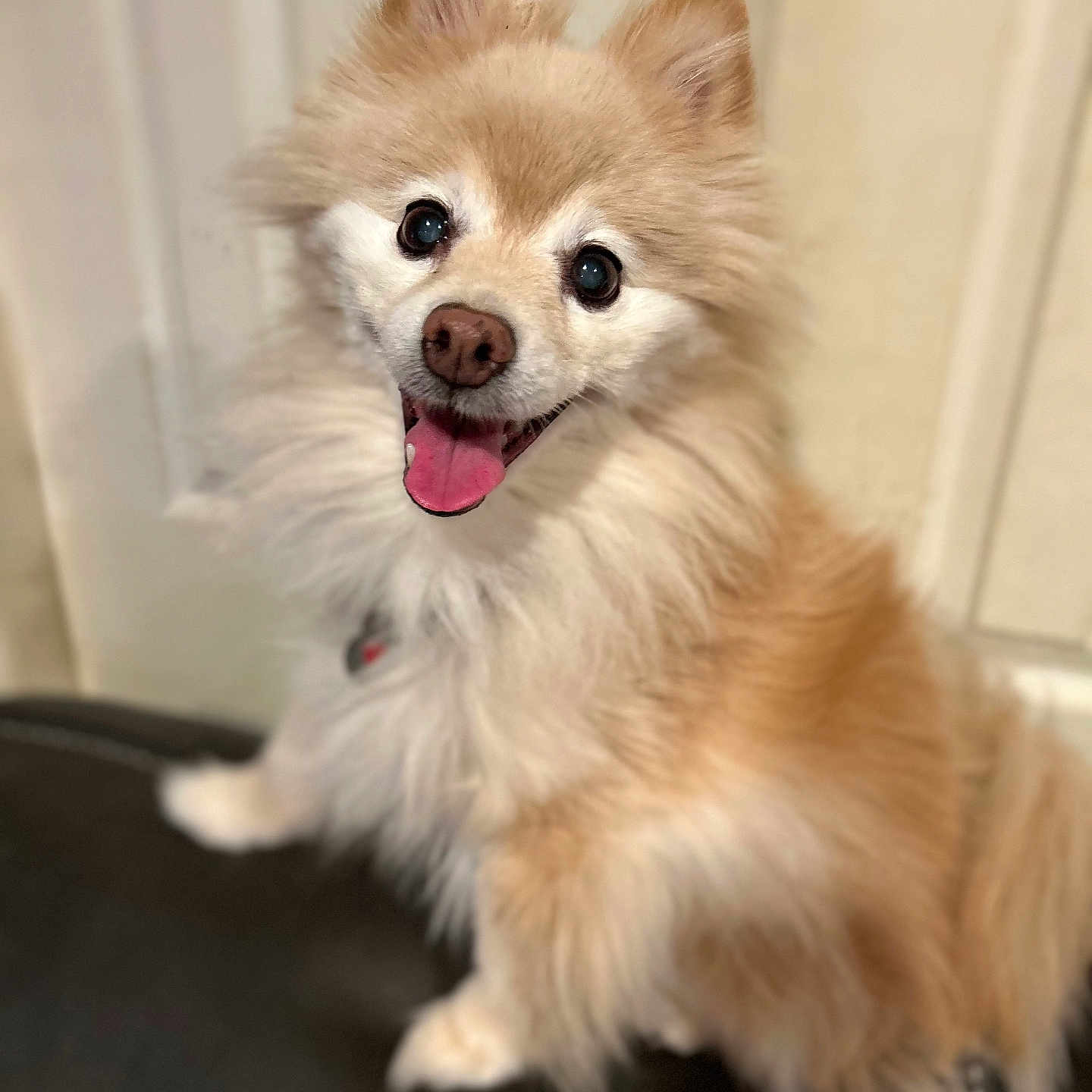 Buddy