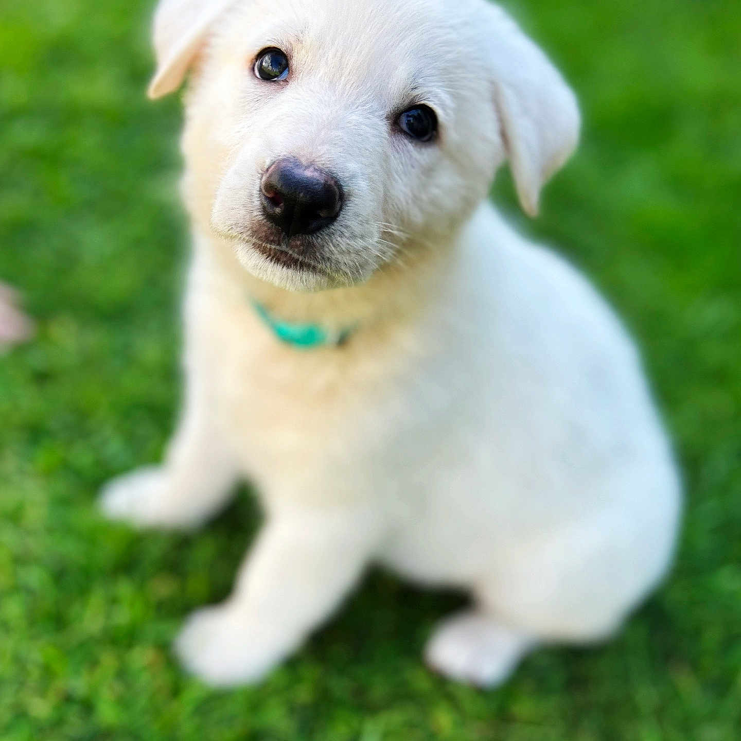 Ghost is registered to the contest to win money with this photo: puppy, dog, white_dog, grass, outdoor, pet, young_dog, cute, animal, collar, sitting, fur, nature, portrait, canine, fluffy, eyes, head_tilt, adorable, closeup