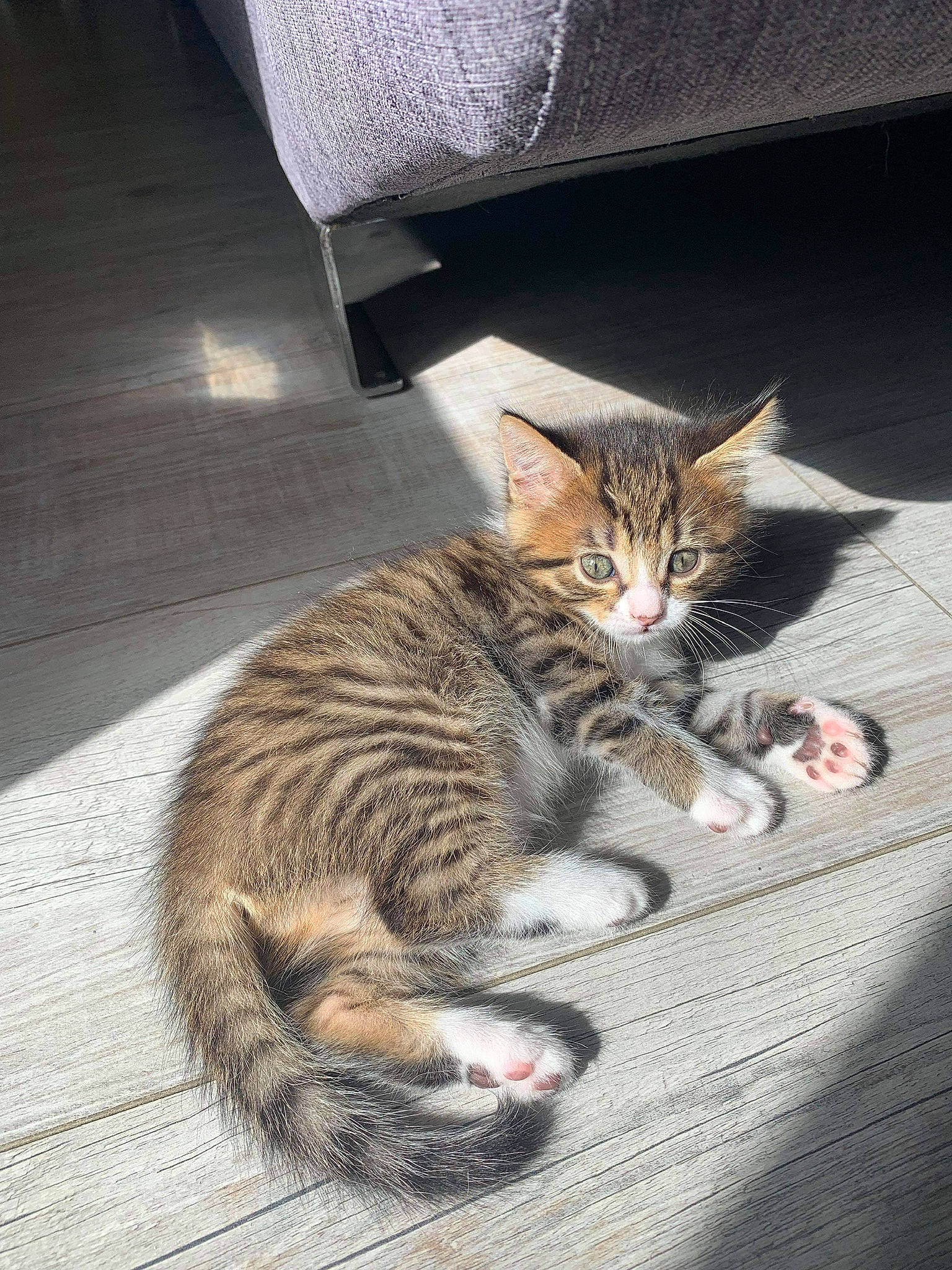 Hina participe au concours pour gagner de l'argent avec cette photo : carnivore, cat, claw, comfort, domestic_short_haired_cat, felidae, flooring, foot, fur, grey, paw, sitting, small_to_medium_sized_cats, snout, tail, terrestrial_animal, whiskers