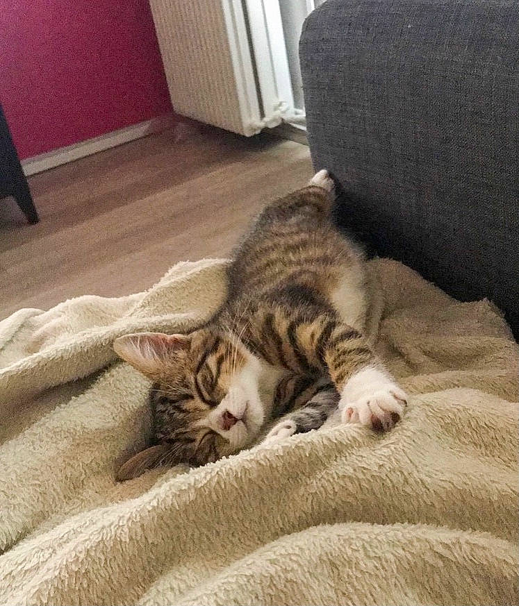 Hina a rejoint le concours — aidez-le/la à gagner de superbes lots ! carnivore, cat, comfort, couch, domestic_short_haired_cat, fawn, felidae, flooring, fur, grey, hardwood, mammal, paw, room, small_to_medium_sized_cats, snout, tail, terrestrial_animal, whiskers, wood