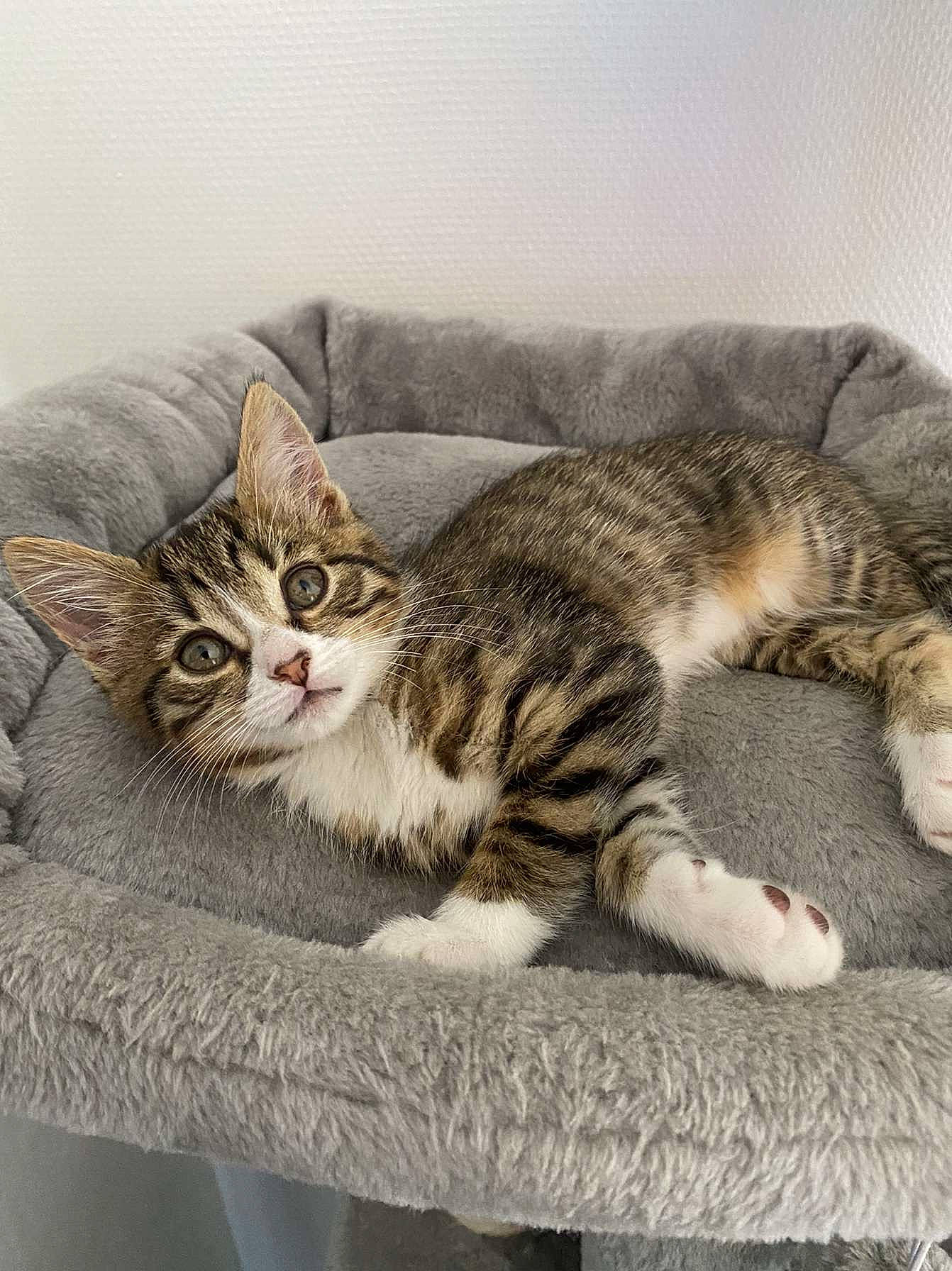 Hina participe au concours pour gagner de l'argent avec cette photo : carnivore, cat, cat_supply, claw, comfort, domestic_short_haired_cat, eye, felidae, fur, mammal, nap, paw, sitting, sleep, small_to_medium_sized_cats, snout, tail, vertebrate, whiskers, wildlife