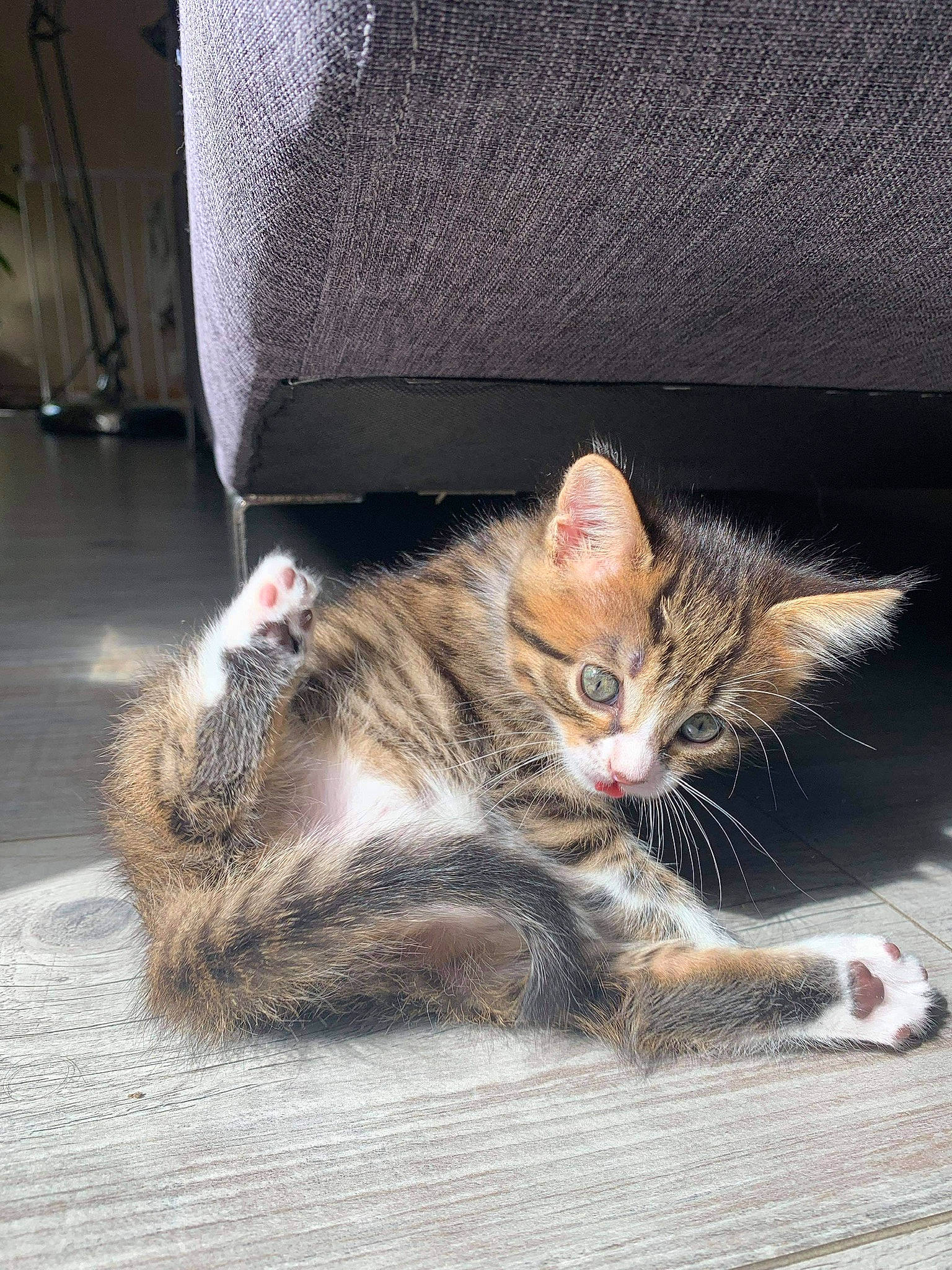 Hina participe au concours pour gagner de l'argent avec cette photo : carnivore, cat, claw, domestic_short_haired_cat, felidae, fur, grey, paw, road_surface, sitting, small_to_medium_sized_cats, snout, street, tail, terrestrial_animal, whiskers, wildlife, window