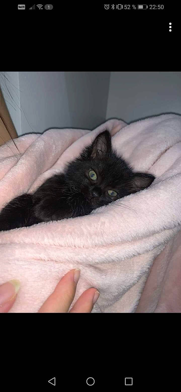 Sukuna a rejoint le concours — aidez-le/la à gagner de superbes lots ! black_cat, bombay, carnivore, cat, comfort, eye, felidae, finger, foot, fur, gesture, hand, head, human_leg, nail, paw, small_to_medium_sized_cats, snout, tail, whiskers