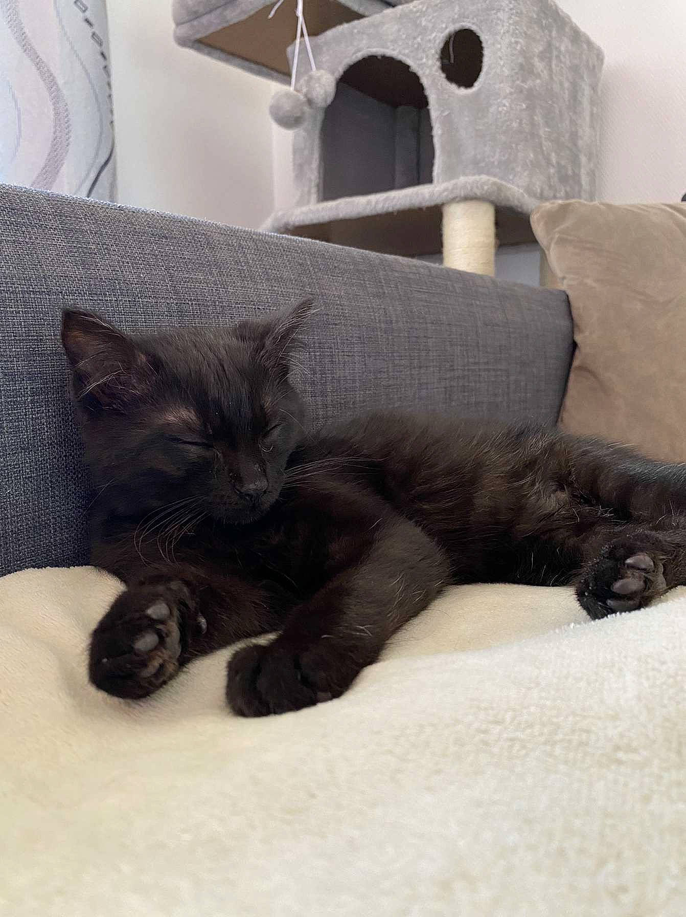 Sukuna a rejoint le concours — aidez-le/la à gagner de superbes lots ! bed, black_cat, bombay, carnivore, cat, cat_supply, claw, comfort, domestic_short_haired_cat, felidae, fur, grey, linens, paw, small_to_medium_sized_cats, snout, tail, terrestrial_animal, vertebrate, whiskers