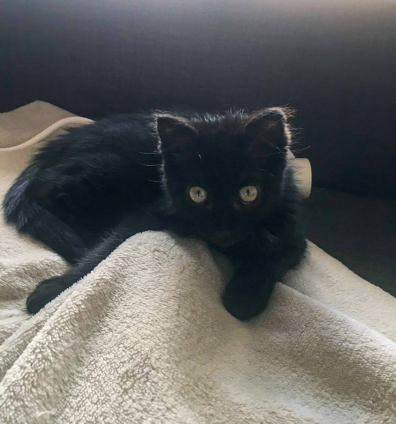 Sukuna participe au concours pour gagner de l'argent avec cette photo : black_cat, bombay, carnivore, cat, claw, cloud, comfort, domestic_short_haired_cat, felidae, fur, grey, mammal, paw, shadow, small_to_medium_sized_cats, tail, terrestrial_animal, tints_and_shades, whiskers, wood