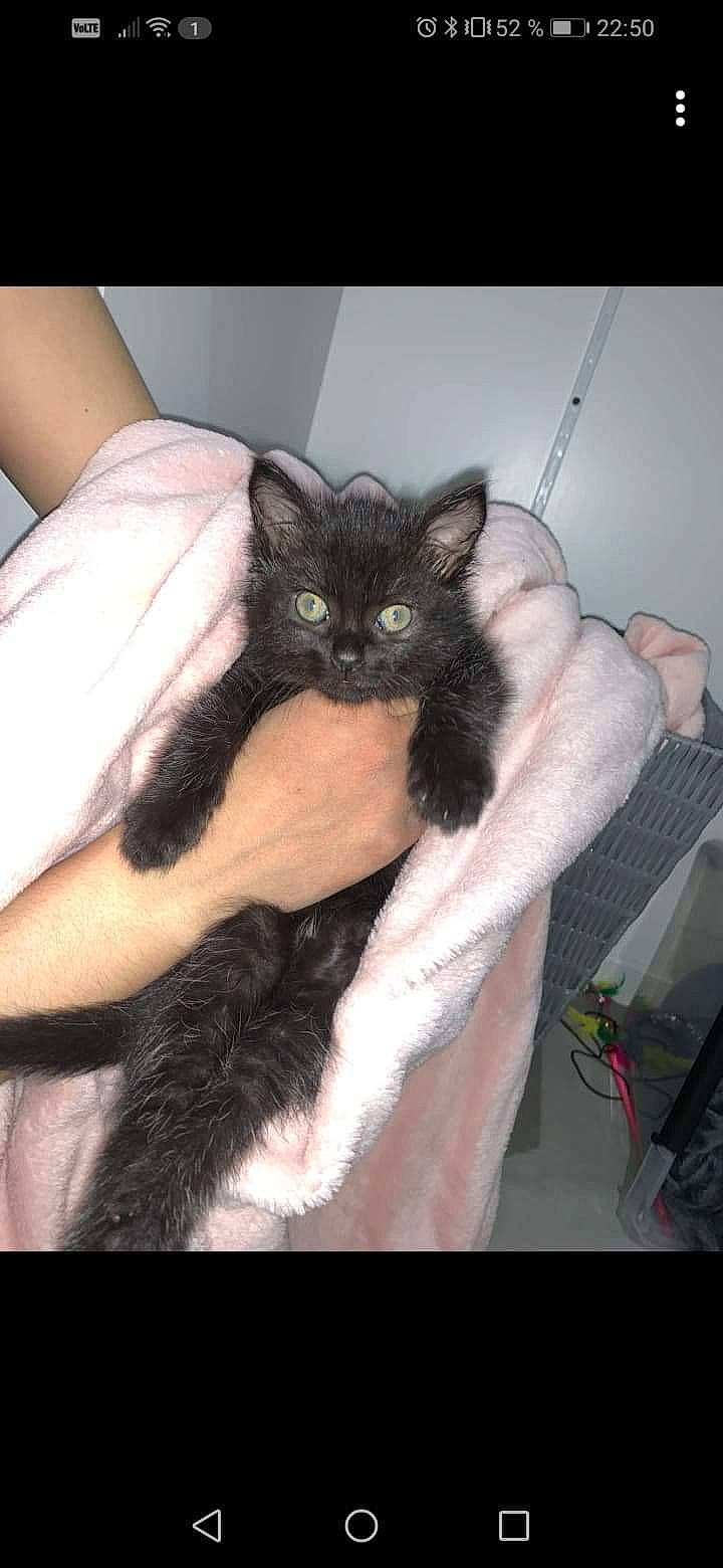 Sukuna a rejoint le concours — aidez-le/la à gagner de superbes lots ! black_cat, carnivore, cat, comfort, dress, ear, eyelash, felidae, finger, formal_wear, gesture, lap, nail, small_to_medium_sized_cats, snout, thigh, thumb, vertebrate, whiskers, wrist