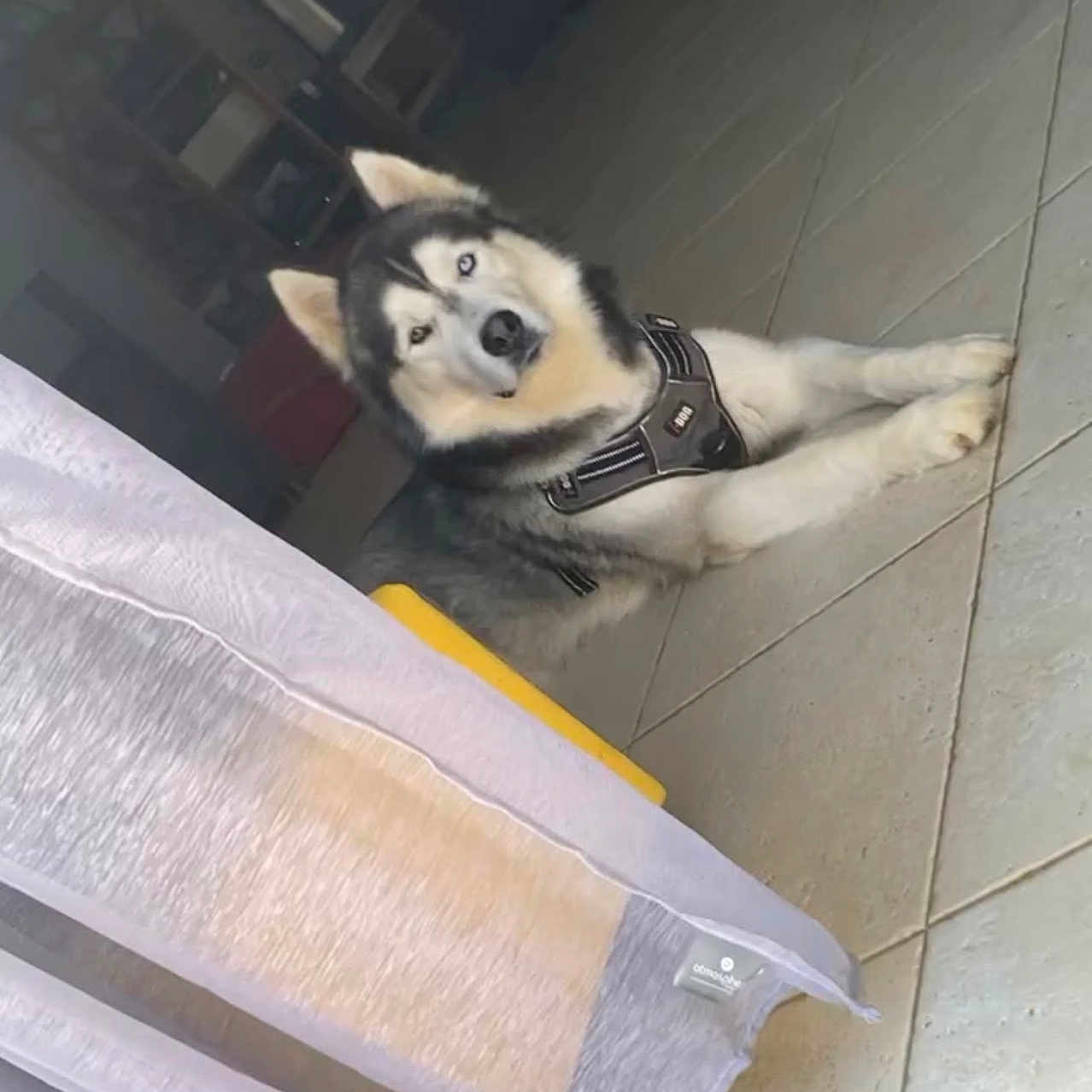 Lucky a rejoint le concours — aidez-le/la à gagner de superbes lots ! animal, canine, dog, dogbed, husky, person, pet, puppy, walkingdog
