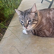 Oliver joined the competition — help win amazing prizes! animal, cat, chair, closeup, concrete, daylight, ears, foliage, garden, greenery, nature, outdoor, paws, pet, quiet, relaxed, resting, side_view, tabby_cat, whiskers