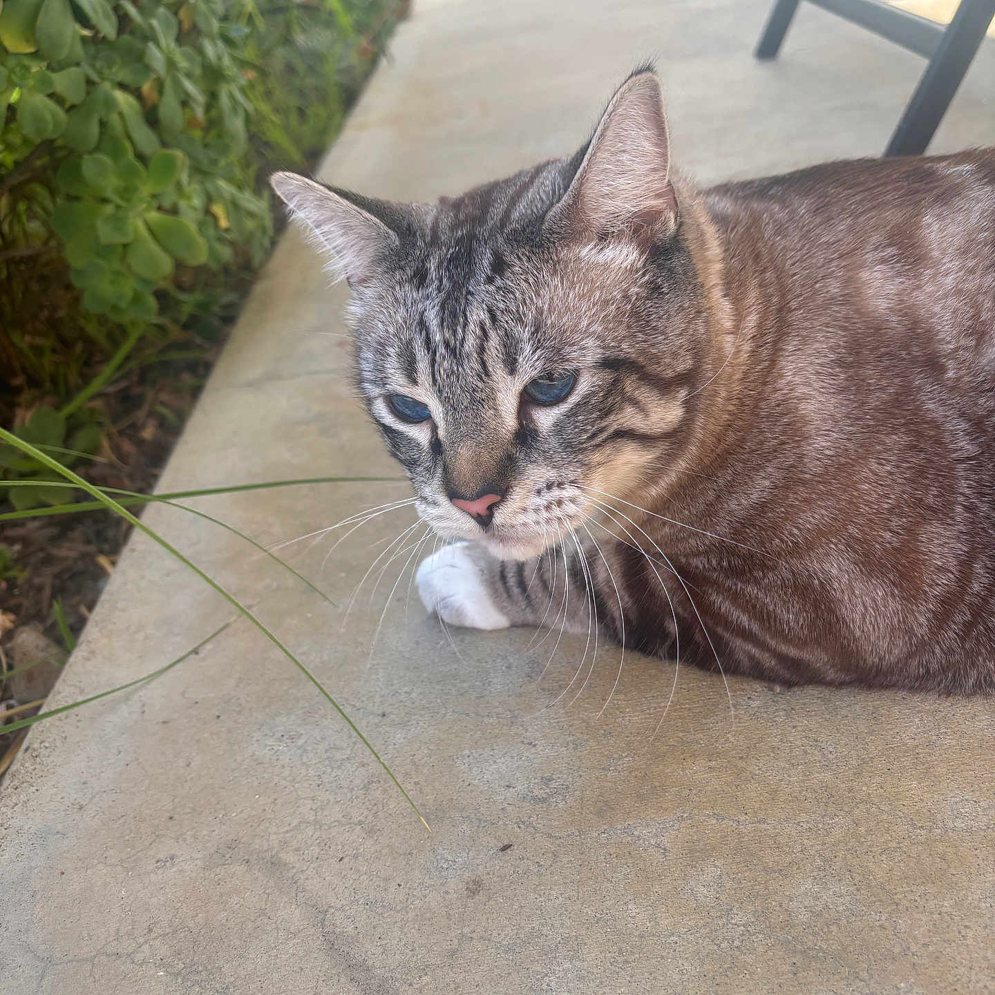 Oliver