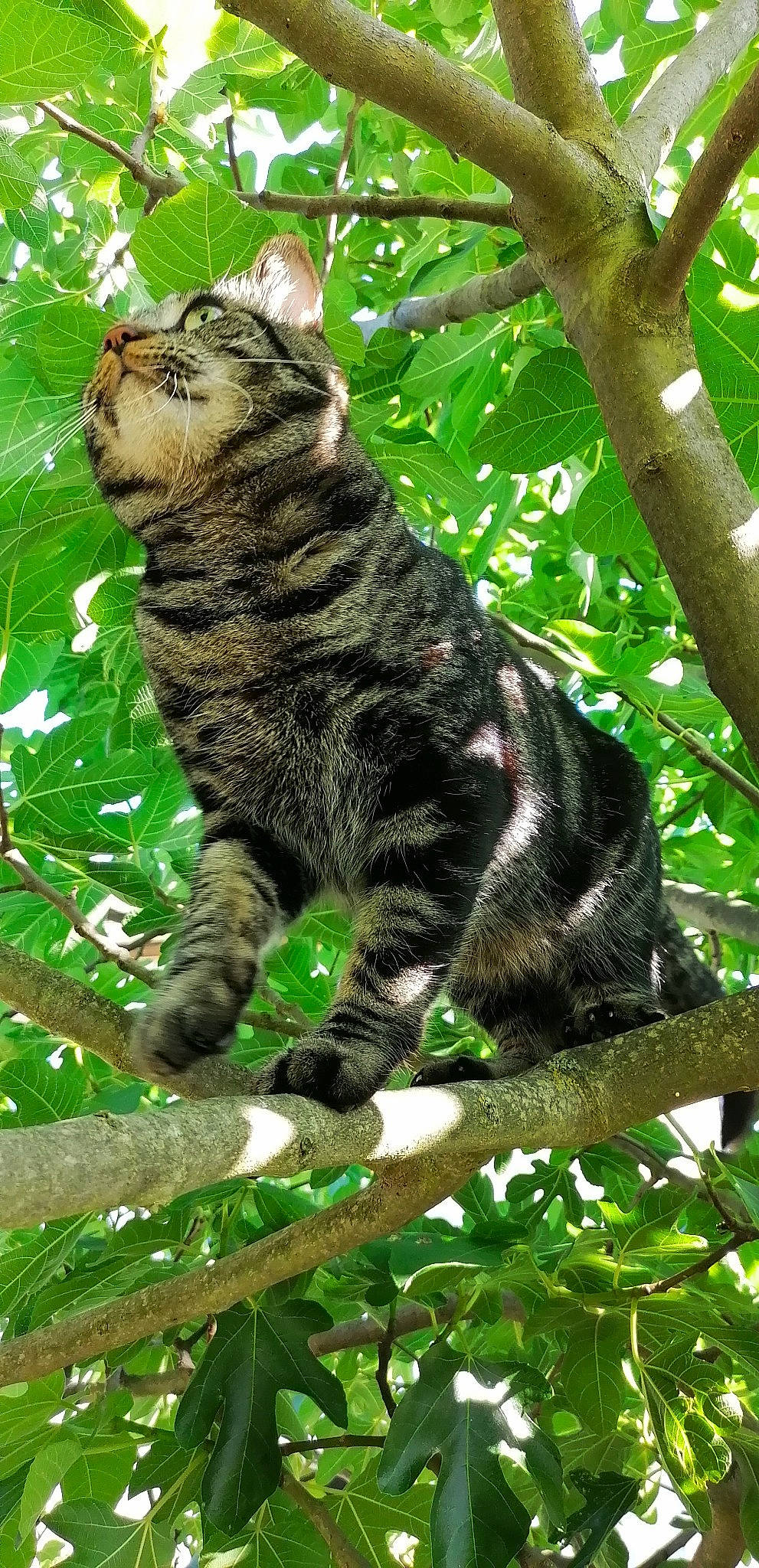 Chamallow participe au concours pour gagner de l'argent avec cette photo : branch, carnivore, cat, domestic_short_haired_cat, felidae, fur, grass, jungle, organism, paw, plant, small_to_medium_sized_cats, snout, tail, terrestrial_animal, terrestrial_plant, tree, trunk, twig, whiskers